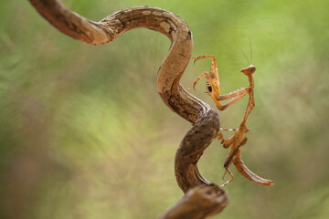 deroplatys truncata from Borneo Island