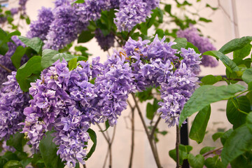 Lilac flowers. A sprig of blooming lilac close-up. Beautiful lilac flowers macro. Spring flowering lilac Bush.