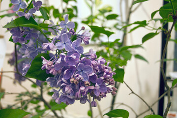 Lilac flowers. A sprig of blooming lilac close-up. Beautiful lilac flowers macro. Spring flowering lilac Bush.