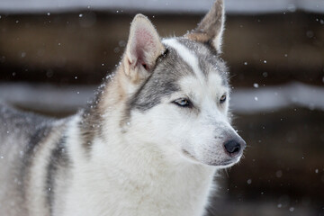 Portrait of a Siberian husky, friendship forever. Pet. Husky