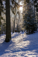 .forest in winter in sunny weather