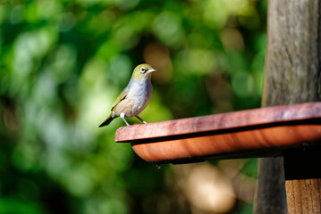 A New Zealand waxeye stands on the edge of a bird table