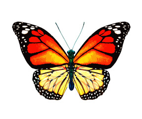 Color monarch butterfly , isolated on the white background