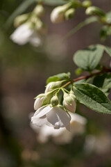 Close up of jasmine flowers on branche in the garden