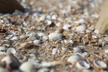 beautiful seashells on the beach, on the beach