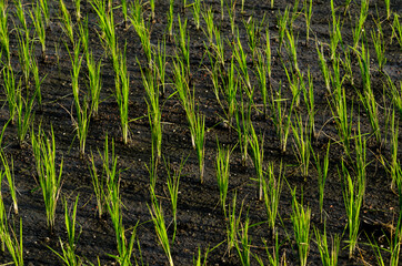 Fototapeta premium green grass