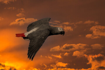 Grey parrot (Psittacus erithacus) Congo African grey parrot