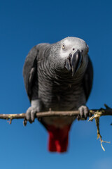 Grey parrot (Psittacus erithacus) Congo African grey parrot