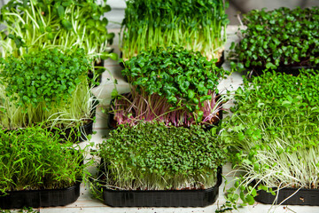 Growing sprouted seeds, microgreens. Healthy lifestyle. Green sprouts in a block of soil.