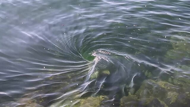 A large, naturally occurring whirlpool forms offshore in clear water