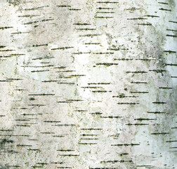 close up Bark texture of Birch tree white color