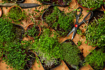 Growing sprouted seeds, microgreens. Healthy lifestyle. Green sprouts in a block of soil.