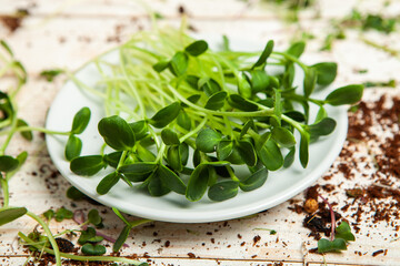 Growing sprouted seeds, microgreens. Healthy lifestyle. Green sprouts in a block of soil.