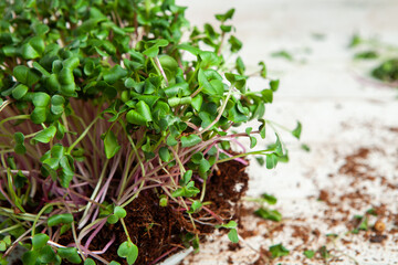 Organic raw green food. Different types of micro green dill sprouts. Vegan salad from microgreens.