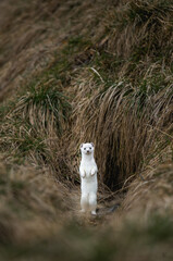 stoat or short-tailed weasel in white winter fur standing in front of its den