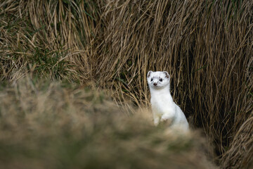 stoat or short-tailed weasel in white winter fur standing in front of its den