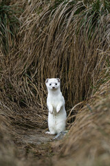 stoat or short-tailed weasel in white winter fur standing in front of its den in Emmental