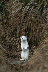 stoat or short-tailed weasel in white winter fur standing in front of its den in Emmental