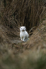 stoat or short-tailed weasel in white winter fur standing in front of its den in Emmental
