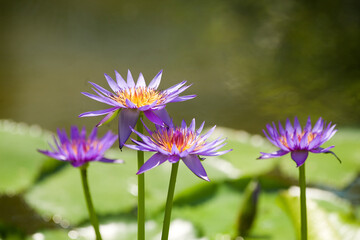 Fototapeta premium Sunlit water lily flowers