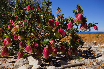 Qualup Bells, Pimelea physodes, Australian shrub with red bell-shaped flowers