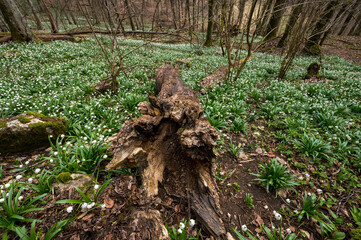 wild growing spring snowflakes (german Märzenbecher, lat. Leucojum vernum) in a forest in Switzerland