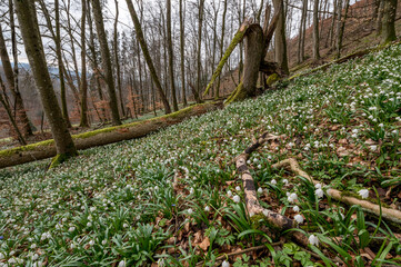 forest floor covered by spring snowflakes (german Märzenbecher, lat. Leucojum vernum) in Switzerland