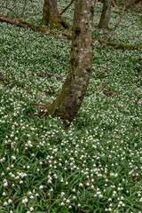tree surrounded by a field of wildgrowing spring snowflakes (german Märzenbecher, lat. Leucojum vernum) in Switzerland