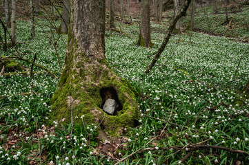 moos covered rock surrounded by a field of wildgrowing spring snowflakes (german Märzenbecher, lat. Leucojum vernum) in a swiss forest