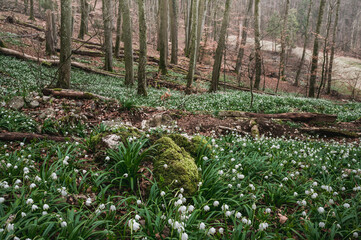 moos covered rock surrounded by a field of wildgrowing spring snowflakes (german Märzenbecher, lat. Leucojum vernum) in a swiss forest