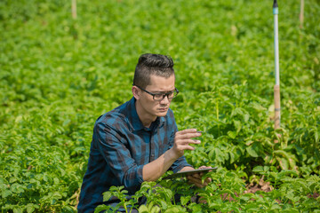 Business man a farmer's  watching the potato plant  potato leaves on the Harvest season