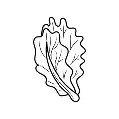 Lettuce vector illustration, simple hand drawn vegetable Line Icon 