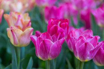 Fototapeta premium Fresh colorful tulip flowers in the garden at spring day