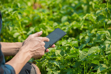 Business man a farmer's watching the potato plant photos of potato leaves on the Harvest season