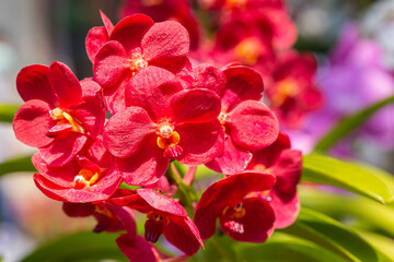 Beautiful orchid flower blooming at rainy season. Vanda orchidaceae