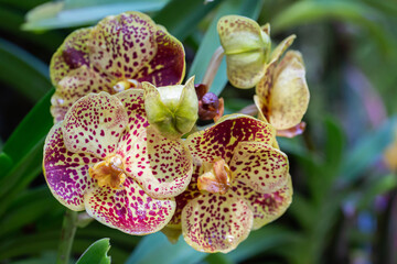 Beautiful orchid flower blooming at rainy season. Vanda orchidaceae