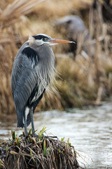 Heron