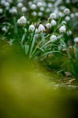 close up of a spring snowflake (german Märzenbecher, lat. Leucojum vernum) in Switzerland