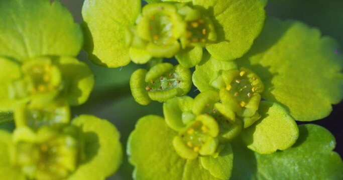 Close-up of Chrysosplenium alternifolium, alternate-leaved golden-saxifrage