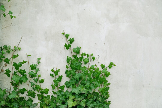 Green ivy leaves curls up the gray plaster wall. Textured background of leaves. Green plant wall texture for backdrop design and eco wall and die-cut for artwork. A lot of leaves. Copy space. © Yuliya