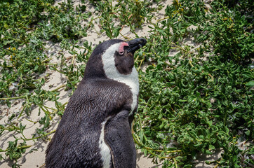Boulders Penguin Colony, Boulders Beach, Cape Town, South Africa. Black footed penguins.