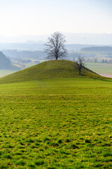 giant linden tree on a hill in Brenzikofen, Switzerland