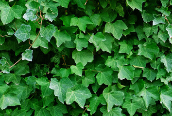 Green ivy leaves on the wall. Textured background of leaves. Green plant wall texture for backdrop design and eco wall and die-cut for artwork. A lot of leaves.