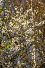 Beautifully flowering cherry trees in the orchard