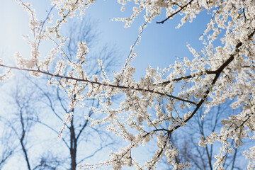 Beautiful white cherry blossom branches against sunny blue sky