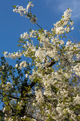 Beautifully flowering cherry trees in the orchard