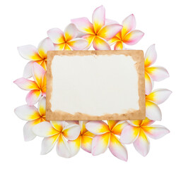 Vintage style paper card on beautiful pluemeria flower isolate on white background, spring greeting card idae background