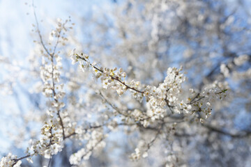 Beautiful white cherry blossom branches against sunny blue sky