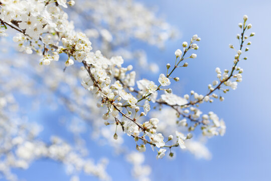 Beautiful white cherry blossom branch against sunny blue sky
