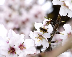 Selective focus on a bee sucking on an almond blossom, spring concept